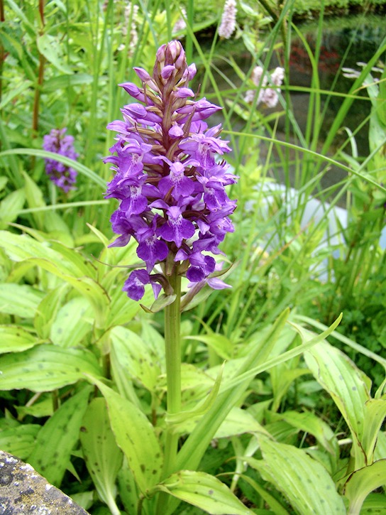 early purple